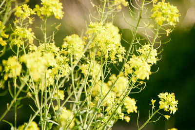 Close-up of yellow flowers growing on plant