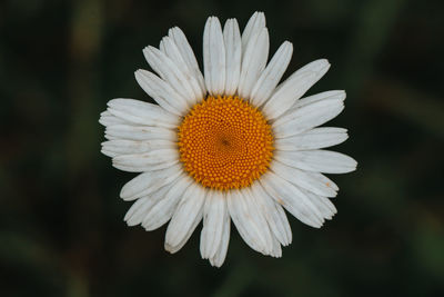 Fairy flower of leucanthemum vulgare with white petals and yellow pollen craving for a beetle. 