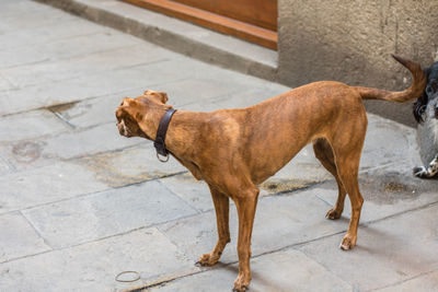 Dog on floor