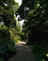 Narrow pathway along trees