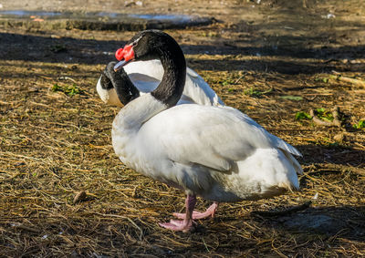 Close-up of a bird on field