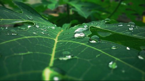 Close-up of water drops on leaf