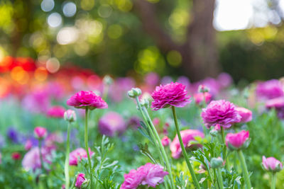 Close-up of pink flowering plants on field