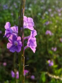 Close-up of purple flowers blooming outdoors