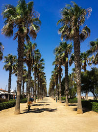 Palm trees on footpath against sky