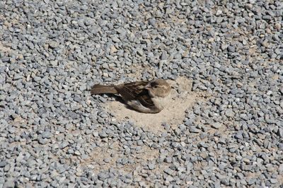 High angle view of lizard on sand