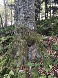 Moss growing on tree trunk in forest