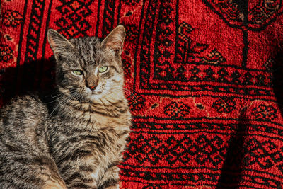 Close-up portrait of cat against red background
