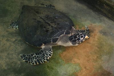 High angle view of turtle in pond