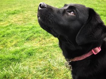 Black dog looking away on field