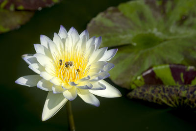 Close-up of white lotus water lily