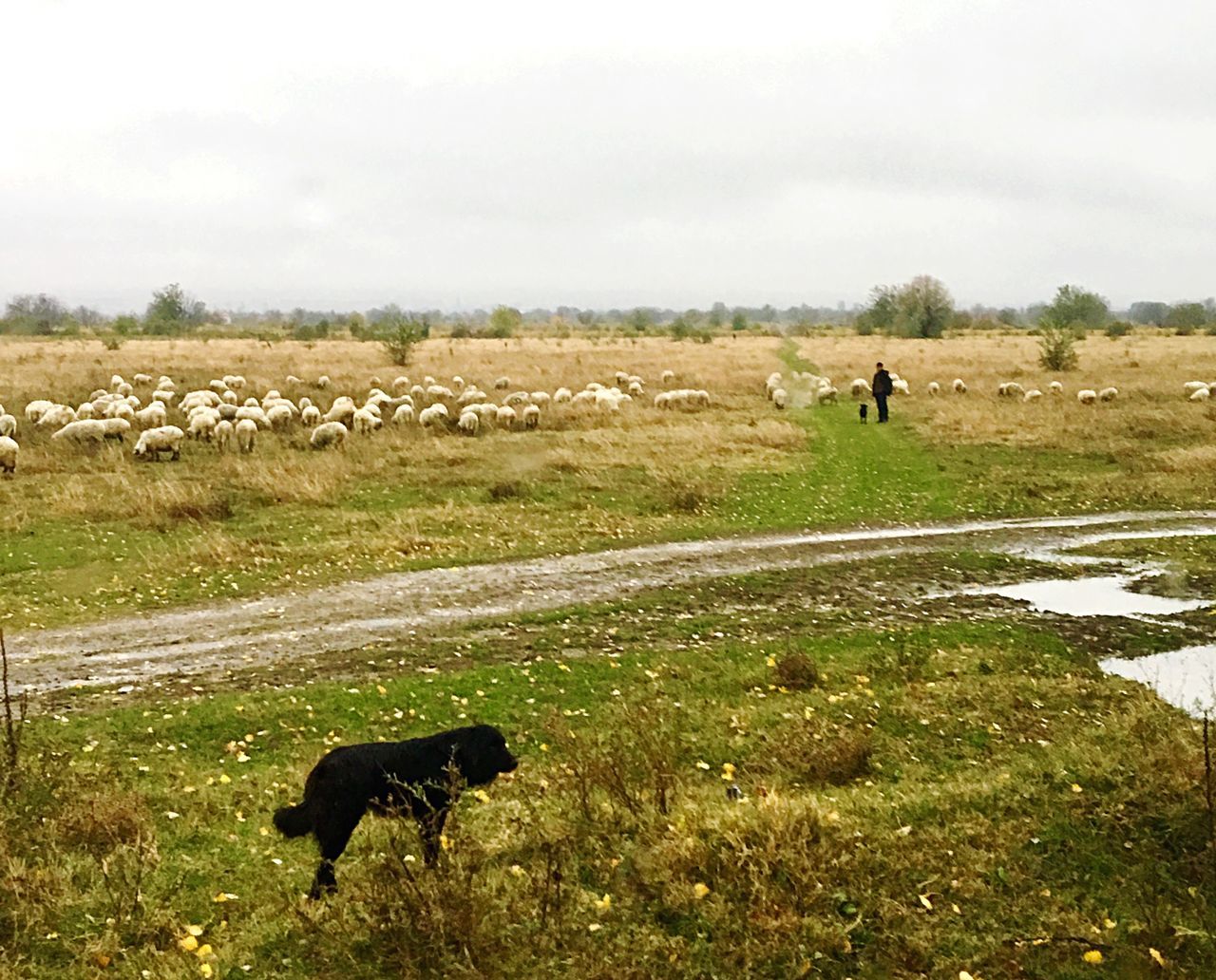 DOG WALKING ON FIELD BY FARM AGAINST SKY