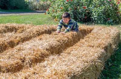 Little boy walks in a maze made of bales of straw