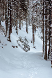 Trees on snow covered field during winter