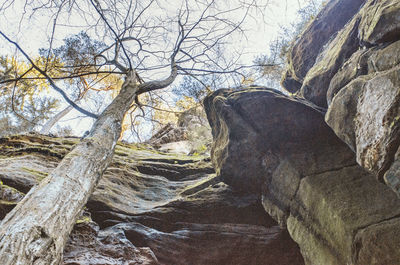 View of bare trees on rock