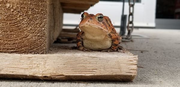 Mr.toad at work 