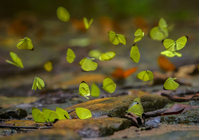 Group of small yellow butterflies name tree yellow flying and landing on ground in the forest.