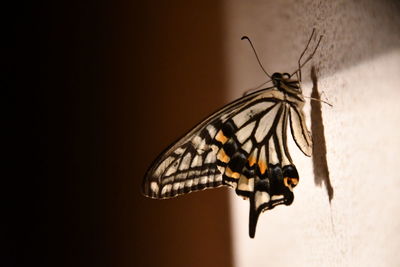 Close-up of butterfly