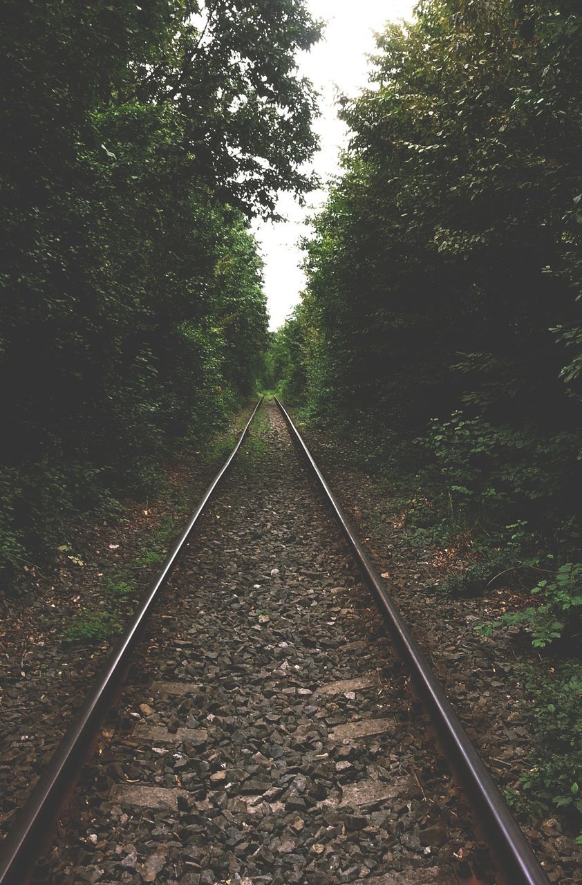 railroad track, rail transportation, transportation, tree, the way forward, diminishing perspective, vanishing point, public transportation, railway track, growth, day, nature, straight, clear sky, forest, tranquility, no people, sky, outdoors, tranquil scene