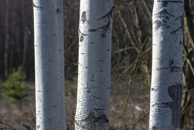 Close-up of bamboo tree trunk in forest