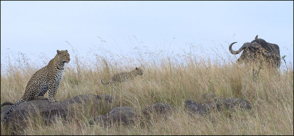 View of giraffe against clear sky