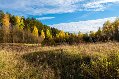 Trees growing on field against sky