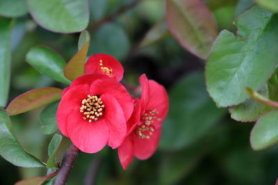 Close-up of red flowering plant