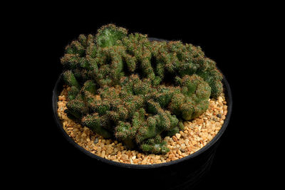 Close-up of plant against black background