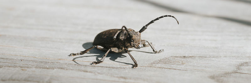 Close-up of insect on wood