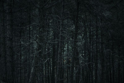 Full frame shot of trees in forest