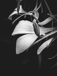 Close-up of flowering plant against black background