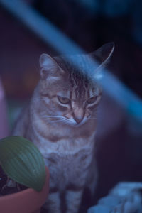 Close-up portrait of a cat