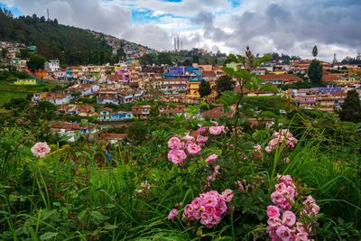 High angle view of flowering plants and houses against sky