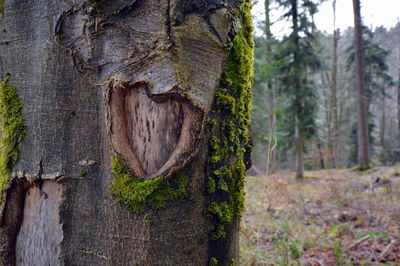 Close-up of pine tree trunk in forest