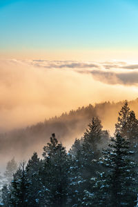 Scenic view of forest against sky during winter