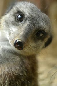 Close-up portrait of animal eye