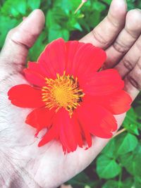 Close-up of hand holding red flower