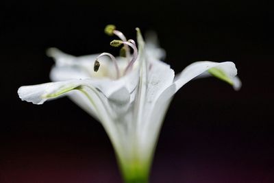 Close-up of white lily blooming outdoors