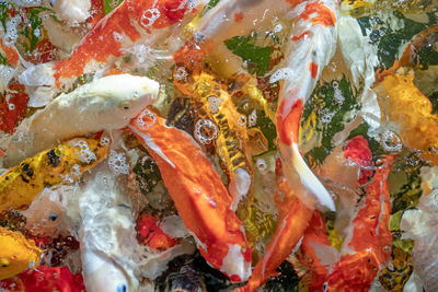 High angle view of koi carps swimming in sea