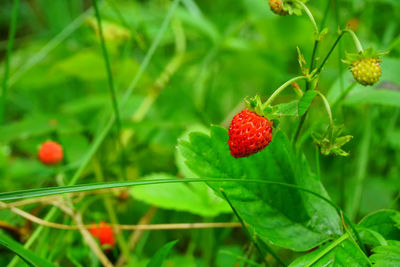 Close-up of strawberry growing on plant