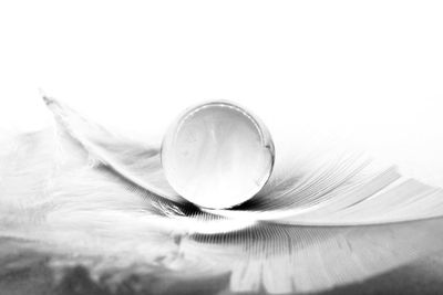Close-up of flower on table against white background