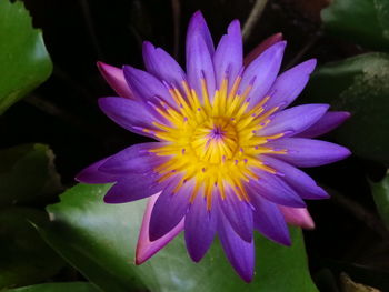 Close-up of purple flower