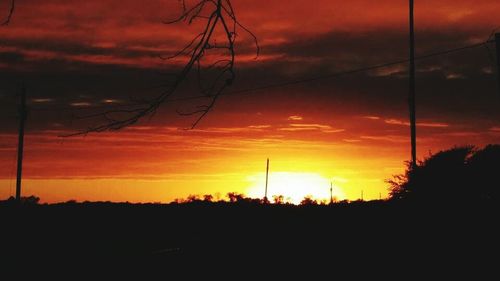 Silhouette of trees at sunset