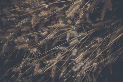 Close-up of stalks in field