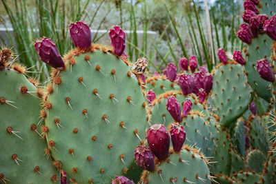 Close-up of pink succulent plant