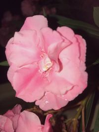 Close-up of pink flower blooming outdoors