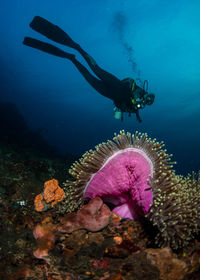 Scuba diving in sea