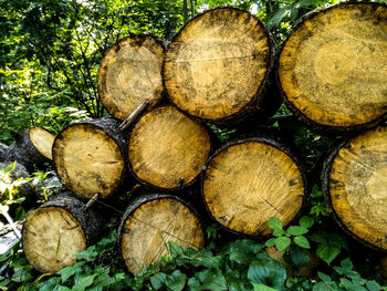 Stack of logs in forest