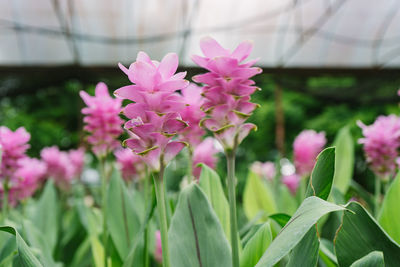 Close-up of pink flowering plants in greenhouse