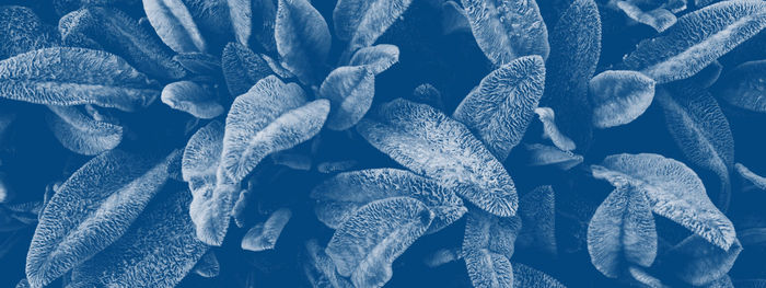 Blue color toned floral background. blue toned trend web banner